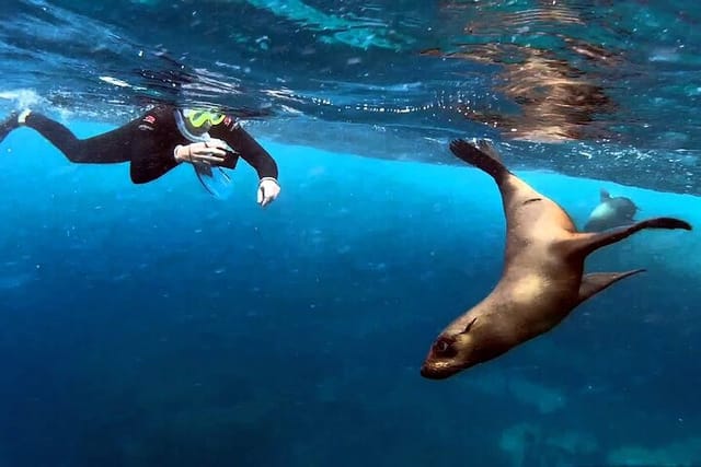 Snorkeling with seals